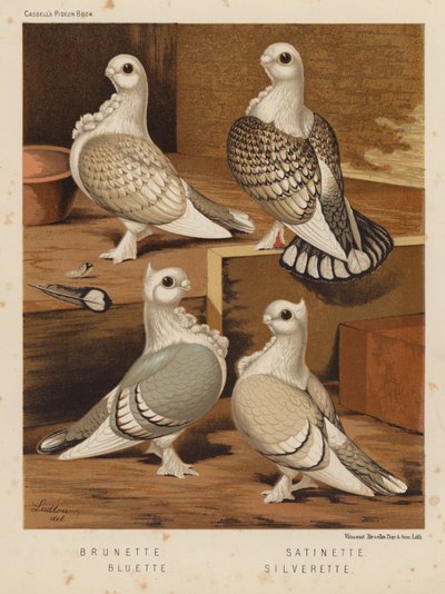 Duer: Brunette; Satinette; Bluette; Silverette (farge litho) av J. W. (after) Ludlow
