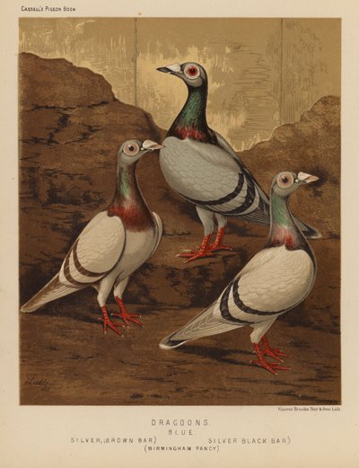 Duer: Dragoons, blå, sølv, brun stang, sølv, svart stang, Birmingham Fancy (farge litho) av J. W. (after) Ludlow