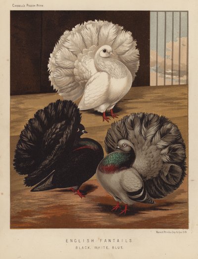 Duer: engelske fantails, svart, hvit, blå (farge litho) av J. W. (after) Ludlow