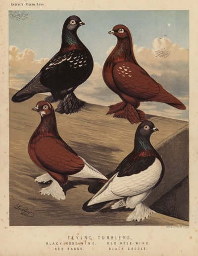 Duer: flygende tumblere, svart rosevinge, rød rosevinge, rødt merke, svart sal (litho-farge) av J. W. (after) Ludlow
