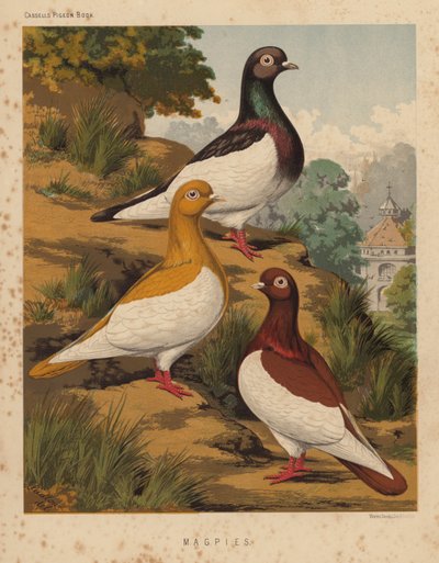 Duer: Magpies (farge litho) av J. W. (after) Ludlow