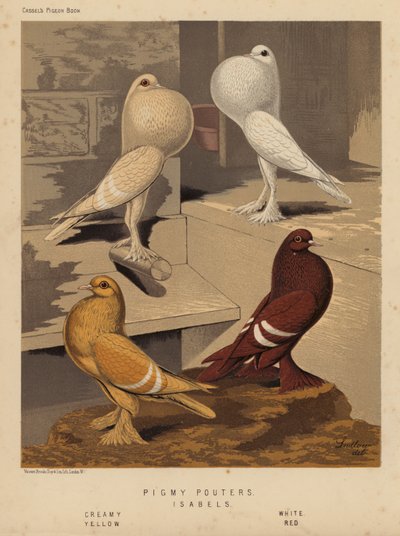 Duer: Pigmy Pouters; Isabels, Kremet, Hvit, Gul, Rød (litho farge) av J. W. (after) Ludlow