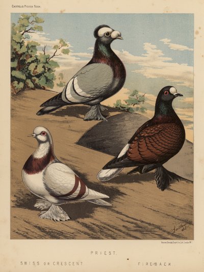 Duer: Prest; sveitsisk eller halvmåne; Fire-Back (farge litho) av J. W. (after) Ludlow