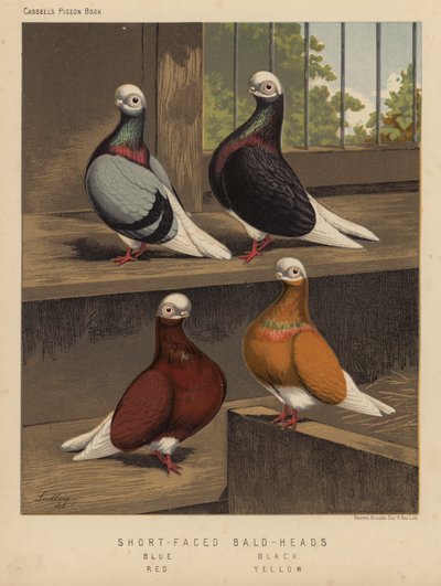 Duer: Skallete med kort ansikt, blå, svarte, røde, gule (litho-farge) av J. W. (after) Ludlow