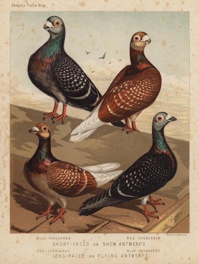 Duer: kort-ansiktet eller show-antwerper, blå-rutet, rød-sjakk; Langansiktede eller flygende Antwerpener, rødrutet, blårutet (farge litho) av J. W. (after) Ludlow