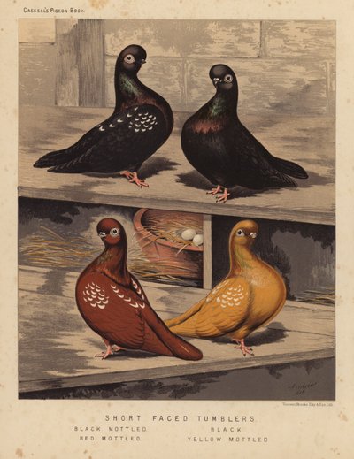 Duer: Tumblere med kort ansikt, svart flekkete, svarte, rødflekkede, gulflekkede (farge litho) av J. W. (after) Ludlow