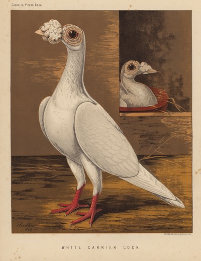 Duer: Hvit bærehane (farge litho) av J. W. (after) Ludlow