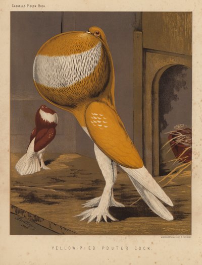 Duer: Yellow-Pied Pouter Cock (farge litho) av J. W. (after) Ludlow