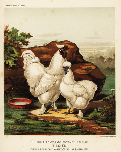 Silkie eller Silkeaktig hane og høne av J. W. (after) Ludlow