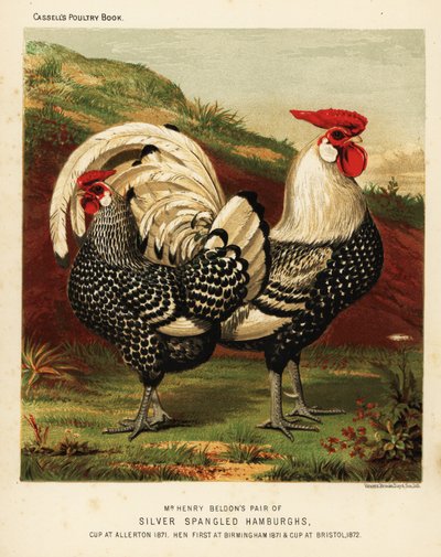 Sølvspanglet Hamburgh hane og høne av J. W. (after) Ludlow