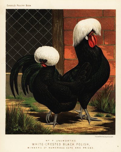 Hvittoppede svarte polske kyllinger av J. W. (after) Ludlow