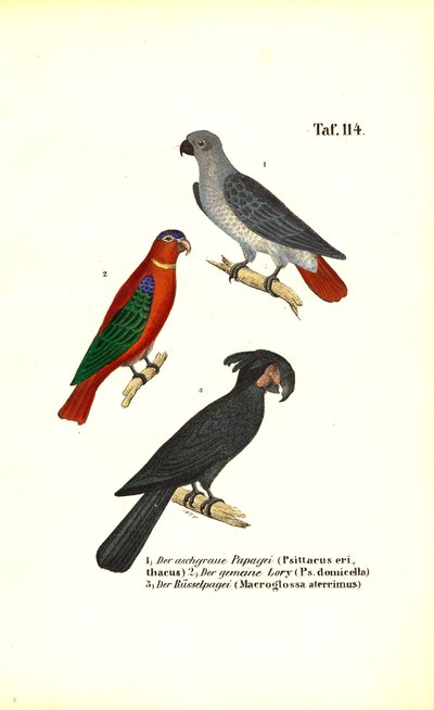  av J. W. Tenhaeff