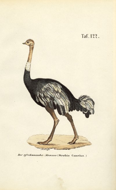  av J. W. Tenhaeff