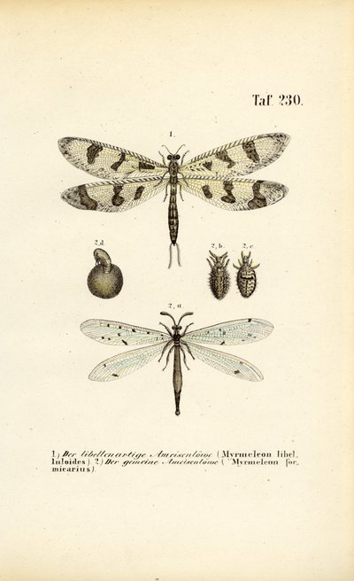  av J. W. Tenhaeff