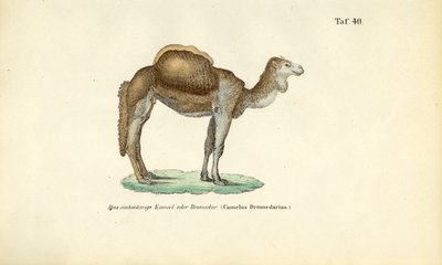  av J. W. Tenhaeff
