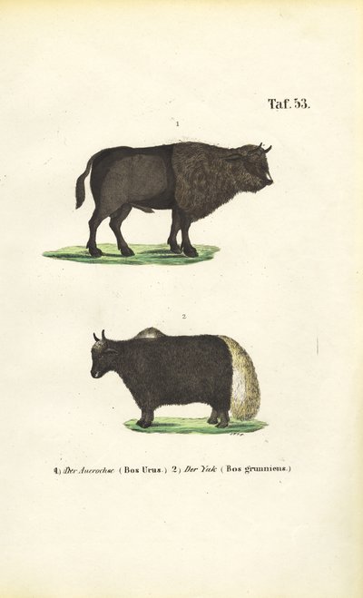  av J. W. Tenhaeff