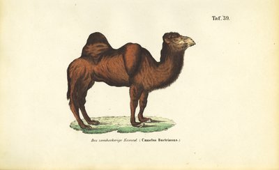  av J. W. Tenhaeff