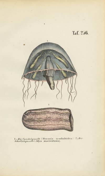  av J. W. Tenhaeff