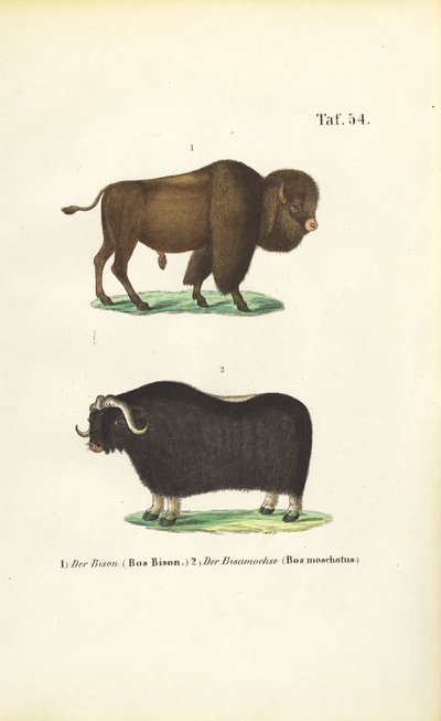  av J. W. Tenhaeff