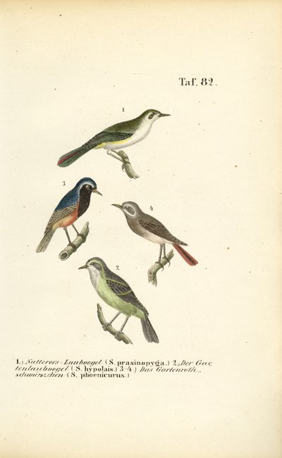 Bonellisanger og vanlig rødstjert av J. W. Tenhaeff