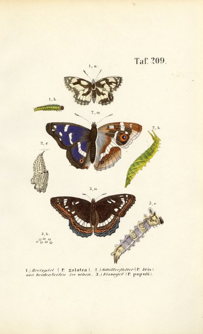 Sommerfugler med larver og metamorfosestadier av J. W. Tenhaeff