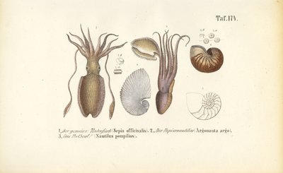  av J. W. Tenhaeff