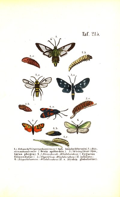  av J. W. Tenhaeff