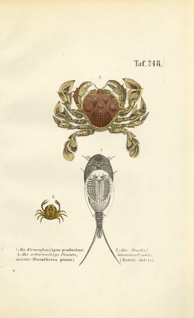 Krepsdyr og rumpetrollreker av J. W. Tenhaeff