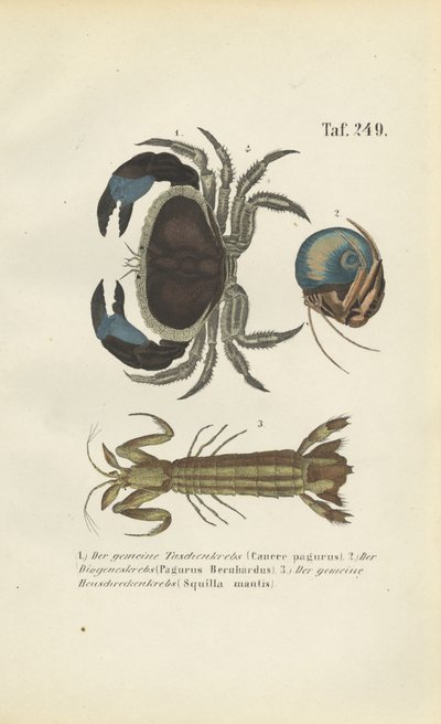  av J. W. Tenhaeff