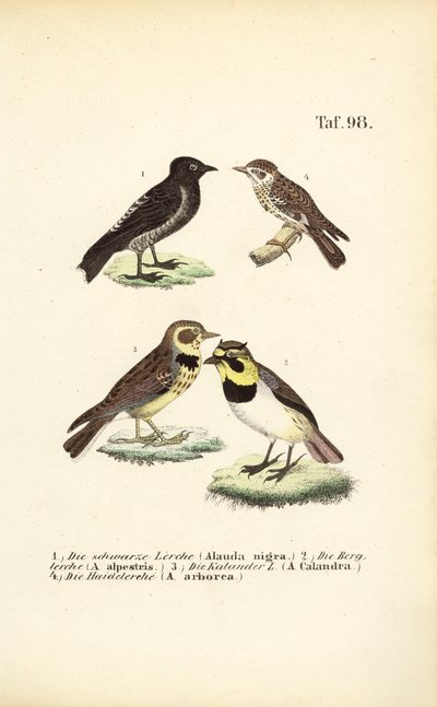  av J. W. Tenhaeff