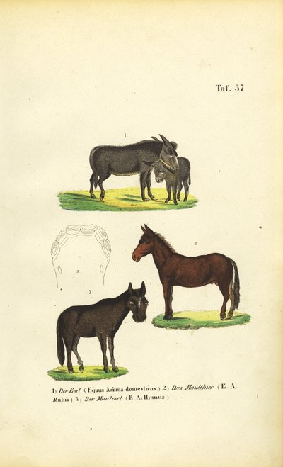  av J. W. Tenhaeff