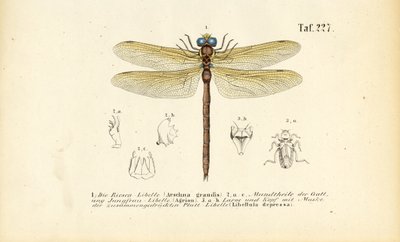 Øyenstikkere med munndelene og larvene sine av J. W. Tenhaeff