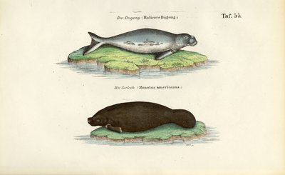  av J. W. Tenhaeff