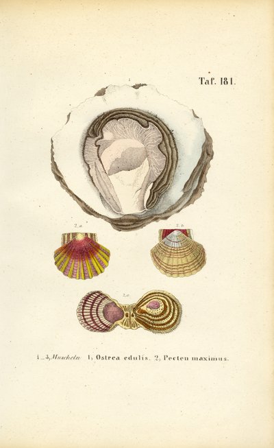 Spiselige østers og kamskjell av J. W. Tenhaeff