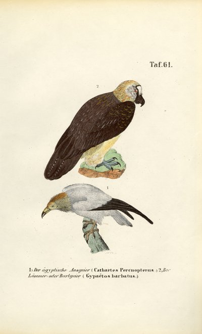  av J. W. Tenhaeff