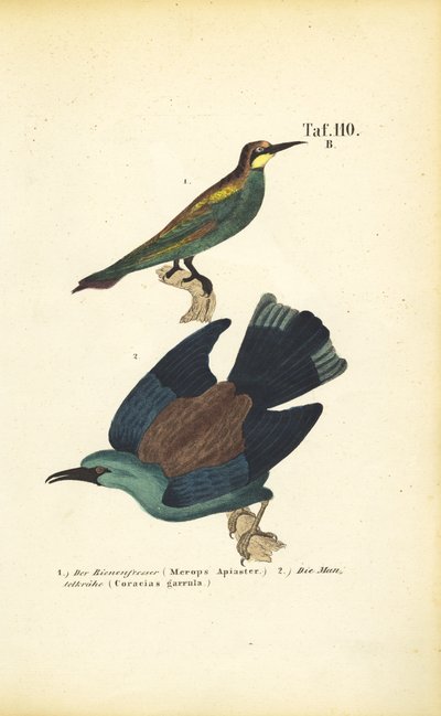  av J. W. Tenhaeff