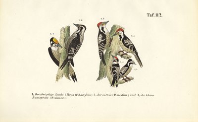  av J. W. Tenhaeff