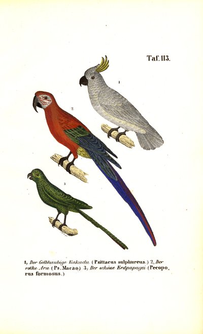  av J. W. Tenhaeff
