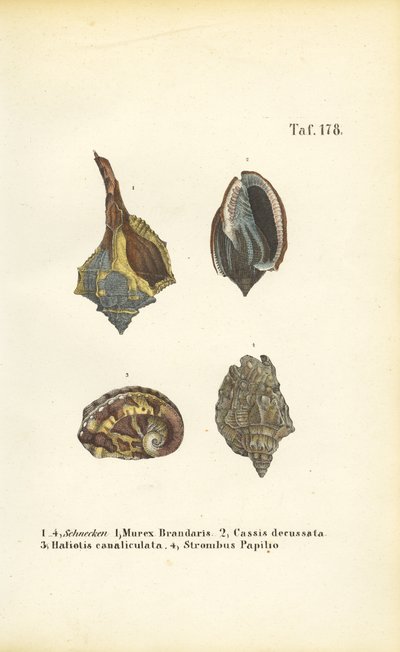  av J. W. Tenhaeff