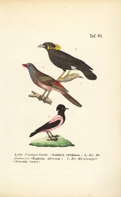  av J. W. Tenhaeff