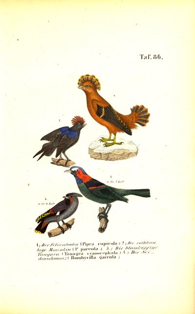  av J. W. Tenhaeff