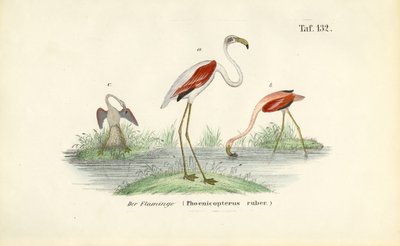  av J. W. Tenhaeff