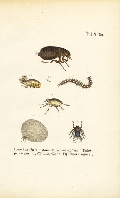  av J. W. Tenhaeff