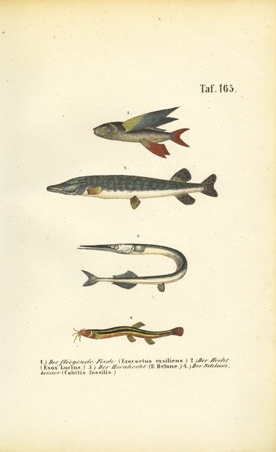  av J. W. Tenhaeff