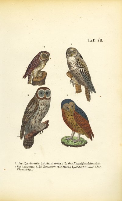  av J. W. Tenhaeff