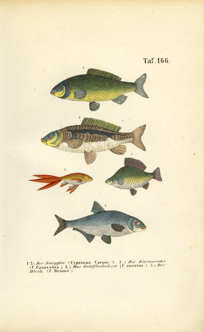 Ferskvannsfisk av karpefamilien av J. W. Tenhaeff