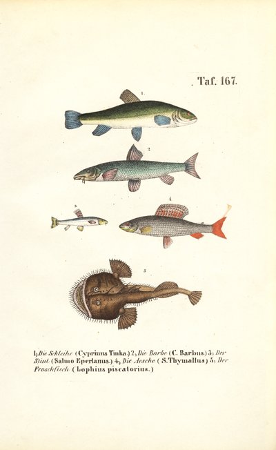  av J. W. Tenhaeff