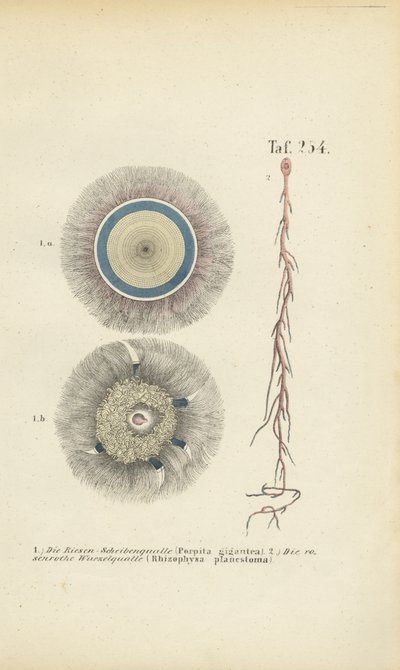 Kjempestor blåknapp- og rødrotmanet av J. W. Tenhaeff