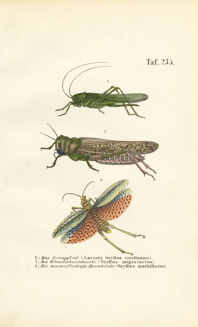  av J. W. Tenhaeff