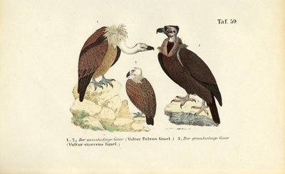  av J. W. Tenhaeff